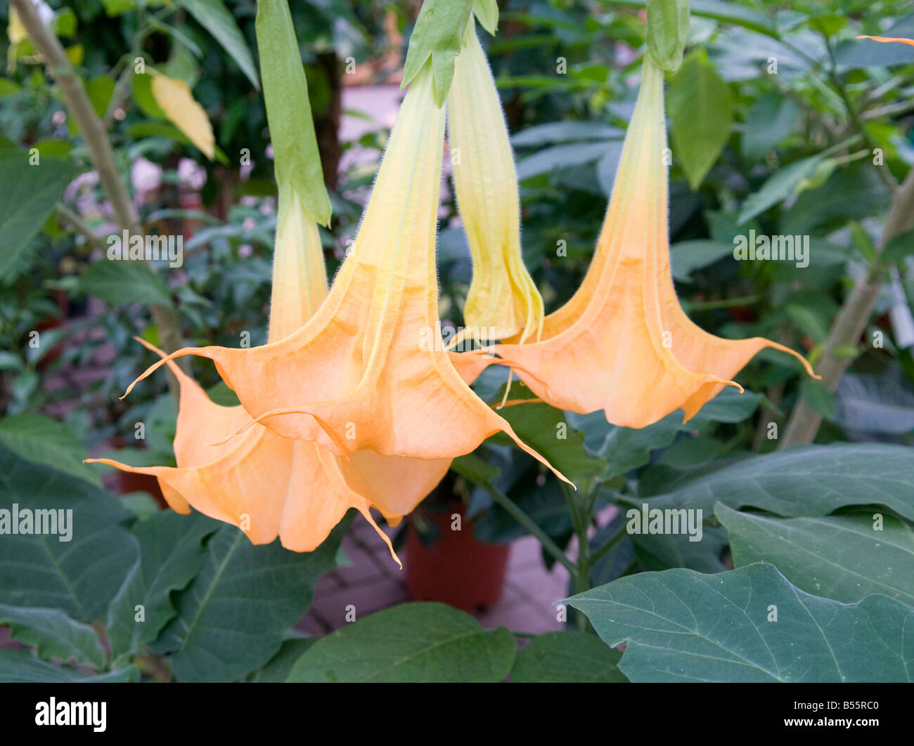 Solanaceae Datura candida `Angel`s Trumpet` Stock Photo